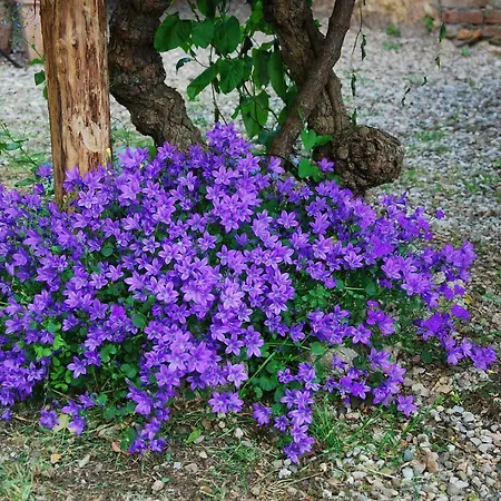 La Palazzina Вилла